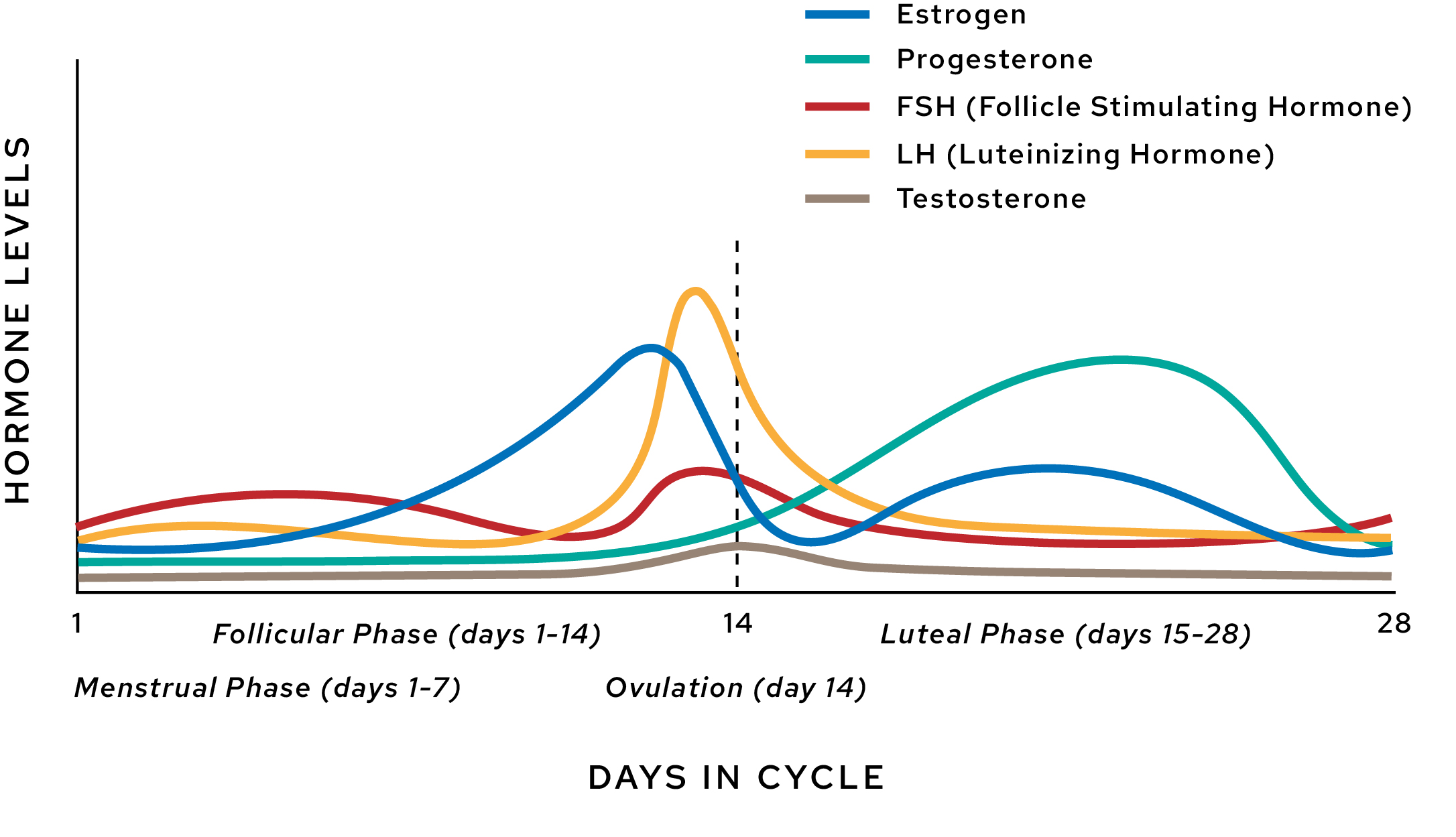 Master Your Menstrual Cycle: Hormones, Phases & Symptoms!